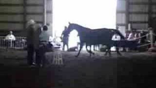 Scinder Pf - 2008 Warmblood Colt For Sale