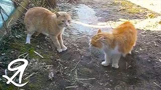 Коты делят территорию. Диалог рыжих котов Коты делят территорию. Диалог рыжих котов