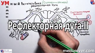 Вегетативная рефлекторная дуга - meduniver.com Вегетативная рефлекторная дуга - meduniver.com