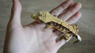 Celebrity Favorite Morph? Harlequin Crested Geckos Top My List! Profile