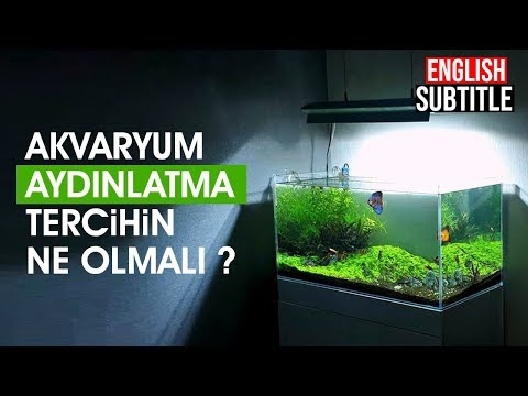 Video: Bir Akvaryumda Aydınlatma Nasıl Hesaplanır