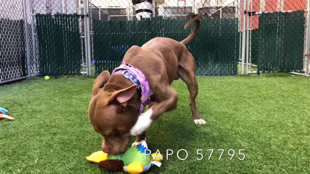 camera iphone 8 plus apk PAPO 57795 is a party in a pup 🎉 | NYCACC