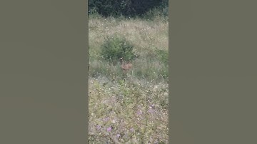 Roebuck calling - roe respond to call #roebuck #wildanimals #hunting #callingroebuck #2023