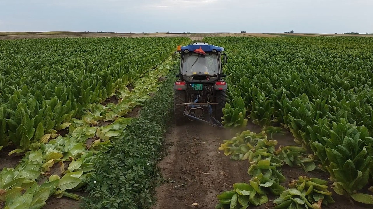 ESŐTÁNC | 15. rész | Elkezdődött... |