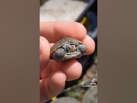 You Won't BELIEVE WHAT I FOUND! 😱🐢 - YouTube