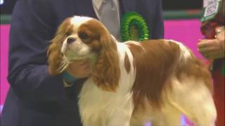 Crufts BOB winners CKCS