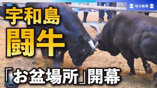 荒ぶる牛たち　体重1トンの取組に歓声　宇和島闘牛「お盆場所」