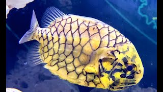 マツカサウオ Pinecone fish Monocentris japonica