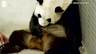 WEB EXTRA: Twin Baby Pandas Born