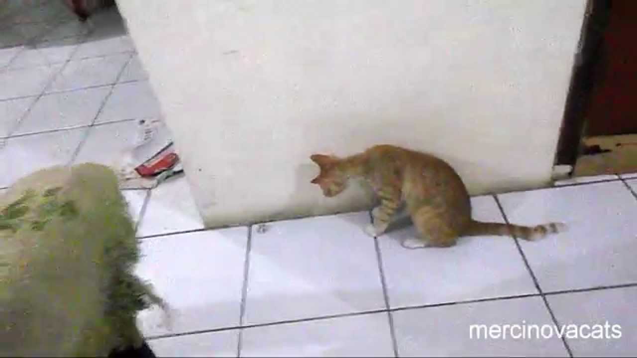  Kuning  the cat  playing with aluminium foil ball alone 