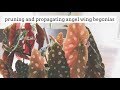 how to prune and propagate angel wing begonias