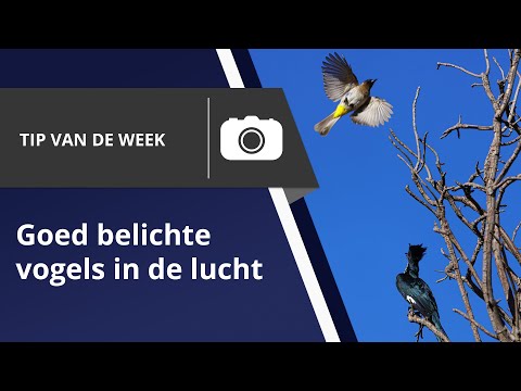 Video: Welke vogels leven er in de stad? Foto en beschrijving