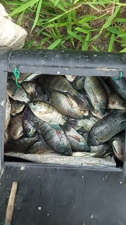 hasil lumayan #ikannilabesar #sarangikannila #fishing