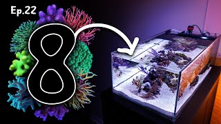 8 Starting SPS corals for beginners | Ep.22 Nano Reef Competition