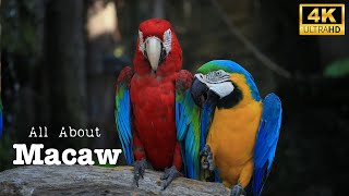 Macaw. All About Them. #thehowtoacademy #birdwatching #birddocumentary