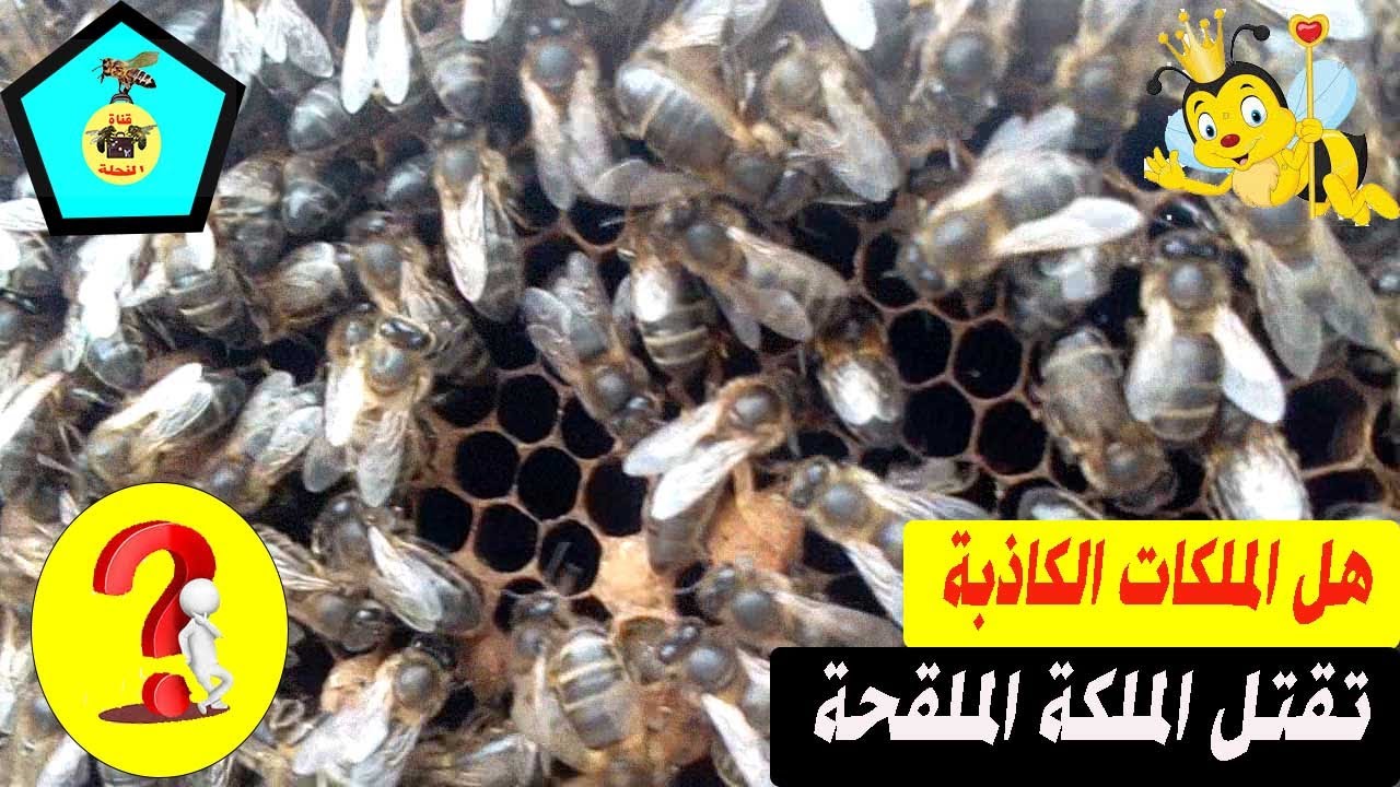 هل الملكات الكاذبة تقتل الملكة الملقحة ( شاهذ الفيديو وستعرف الحقيقة )