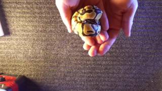 Ball Python Unboxing from Garrick DeMeyer at Royal Constrictors!