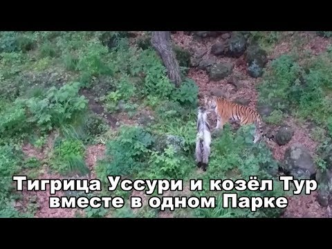 Тигрица Уссури и козёл Тур вместе в одном Парке Тигрица Уссури и козёл Тур вместе в одном Парке