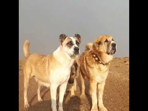 khorasani breed dog in iran #dog #animal #dogs #iran #mastiff #سگ #