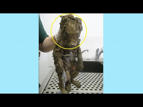 Video: Kad mājdzīvnieks nomirst: kā tikt galā
