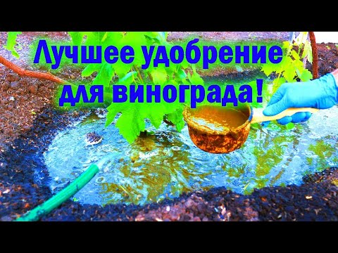 Лучшее удобрение для винограда!  Эффективная подкормка.