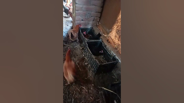 hen  viral video  मुर्गे की marriage                       #love youChicken bring eggs for monster 🐓