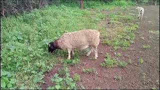 HOW PROFITABLE IS SHEEP KEEPING . ? ||   Dorper Keeping
