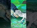 Postosuchus e Kaprosuchus 💥🦖 IL TRAILER