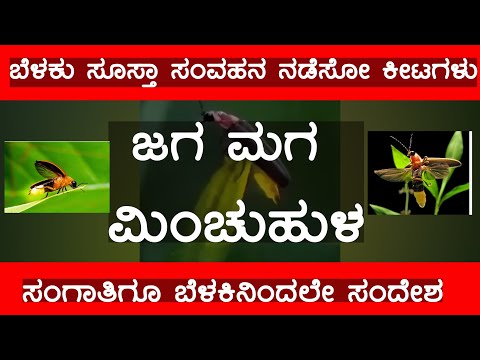Fireflies Glowing in Sync to Attract Mates | National Geographic| ಜಗ ಮಗ ಮಿಂಚುಹುಳ