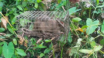 Bẩy chuột bằng mồi chuối chín