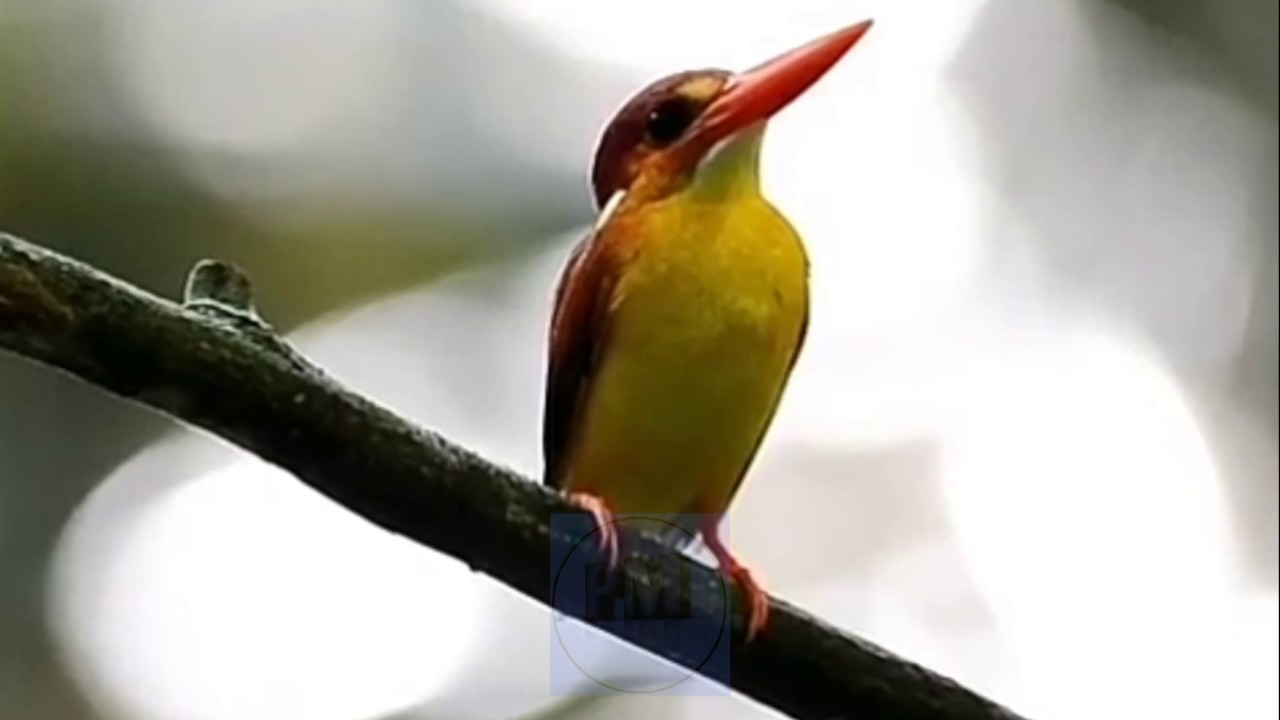 Burung Tengkek Udang Api Liar Youtube