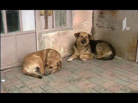 მიუსაფარ ძაღლთა თავშესაფრის პრობლემა