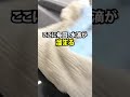 水ジミを放置すると塗装が痛む！？ウォータースポットの簡単な取り方 ！ #shorts