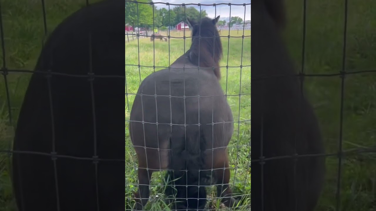 his poor tail got all tangled but i think it was worth it..? 