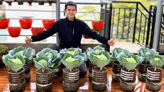 Tips For Growing Cabbage Without Watering And Low Care You Should Know