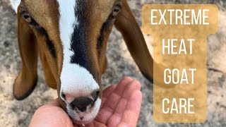 How to keep goats cool in hot weather | How hot is too hot?