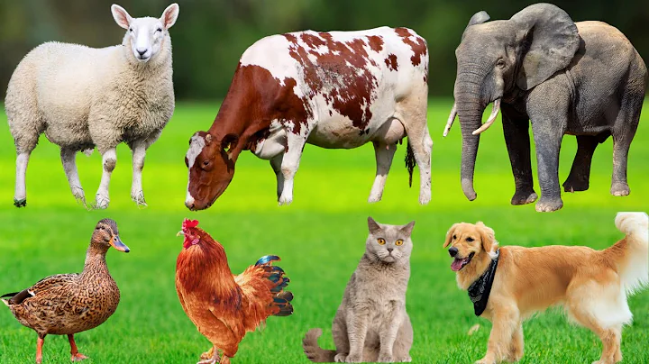 Farm Animals: Cow, Goat, Sheep, Chicken, Dog, Cat, Duck, Pig, Rabbit – Farm Animal Sounds