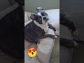 Milo is a cutie & posing for the camera 📷🐶🥰 Then starts looking for mummy. #bostonterrier #dog #pets