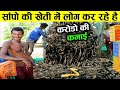 चीन वाले कैसे सांप की खेती करके करोड़ों कमा रहे है देखो | dangerous snake farming in China | animals