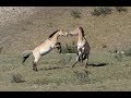 Faune du parc national de hustai mongolie 2017