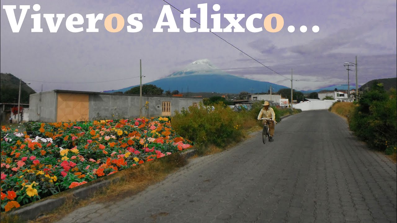 Viveros de ATLIXCO PUEBLA - Plantas desde $5 pesos para HACER NEGOCIO