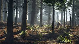 pinetree cg environment build