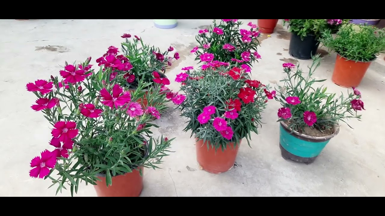 🌼Dianthus flower plant blooming🌼 Ruhi Moon Home GARDEN 