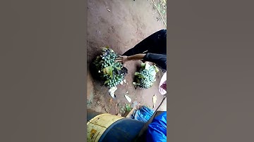 ai mua chuối cô đơn liên hệ sdt 01679389687