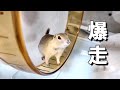 褒めてほしくて回し車を爆走するリス