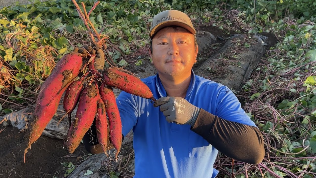 さつまいも不作の原因　日陰で育たないって本当？実験してみた結果　22/10/21