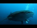 Whale shark  oceanic giant manta fuvahmulah april 2023