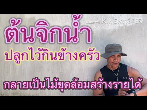 ต้นจิกน้ำ-ปลูกไว้กินข้างครัว-กลายเป็นต้นไม้ขุดล้อมเศรษฐกิจ-สร้างรายได้อีกด้วย
