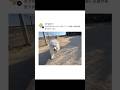 全力で走るオッサンと散歩する犬