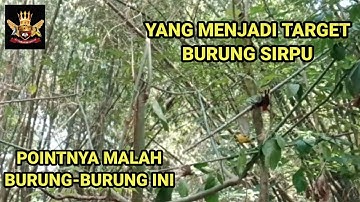 Niatnya mikat burung sirpu/cipoh dapatnya malah burung-burung ini